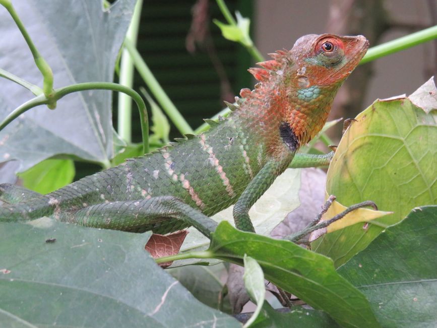 Sinharaja - l'ultima foresta pluviale dello Sri Lanka