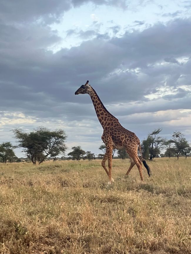 En la Serengeti - Día 2