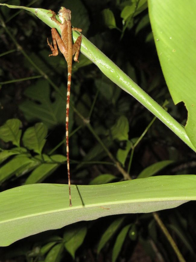 Sinharaja - l'ultima foresta pluviale dello Sri Lanka