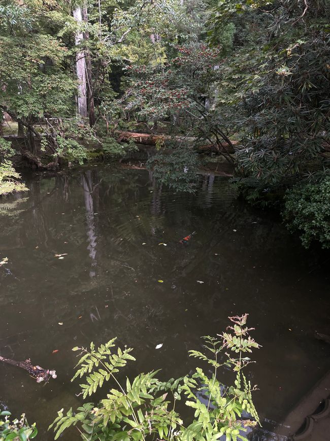 2.Kapitel: Nix Jetlag, oder „A temple a day keeps the doctor away“, man kann sich aber auch auf den Philosophenpfad begeben