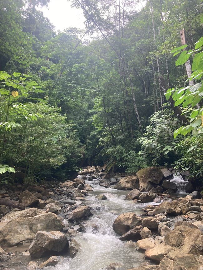 Natura pura 