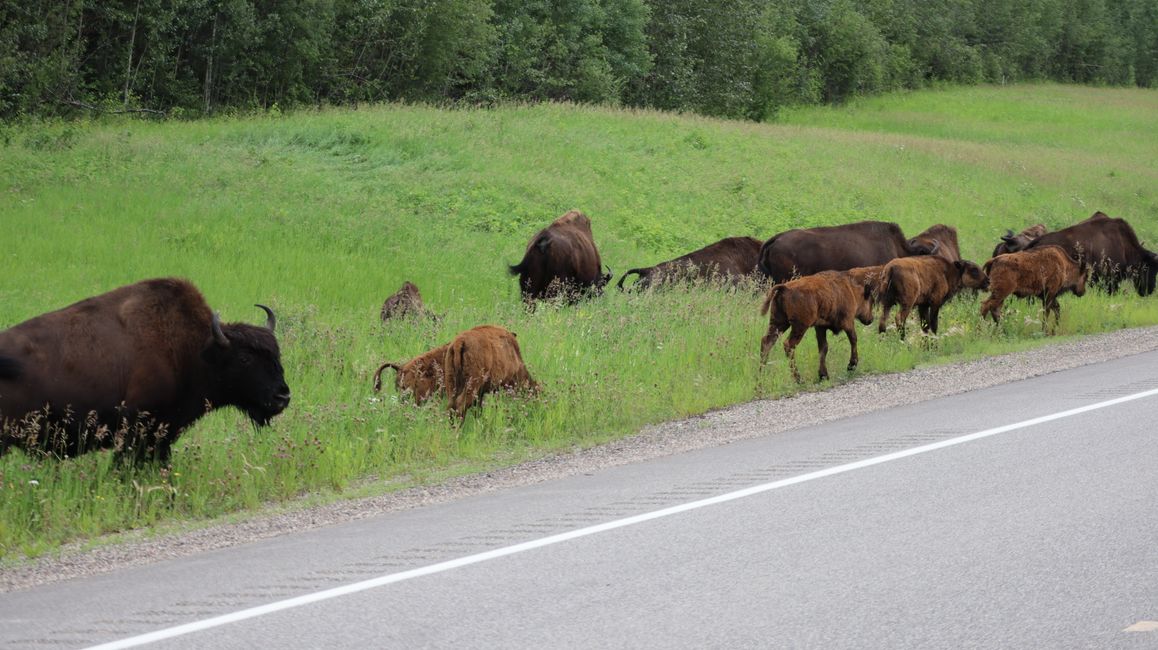 Bison