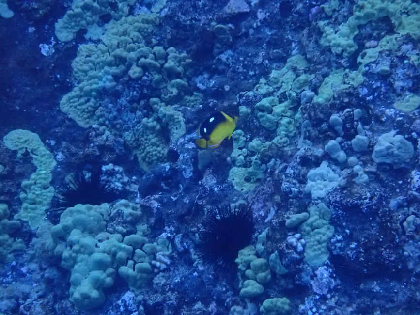Snorkeling à Molokini - Poisson papillon à quatre taches