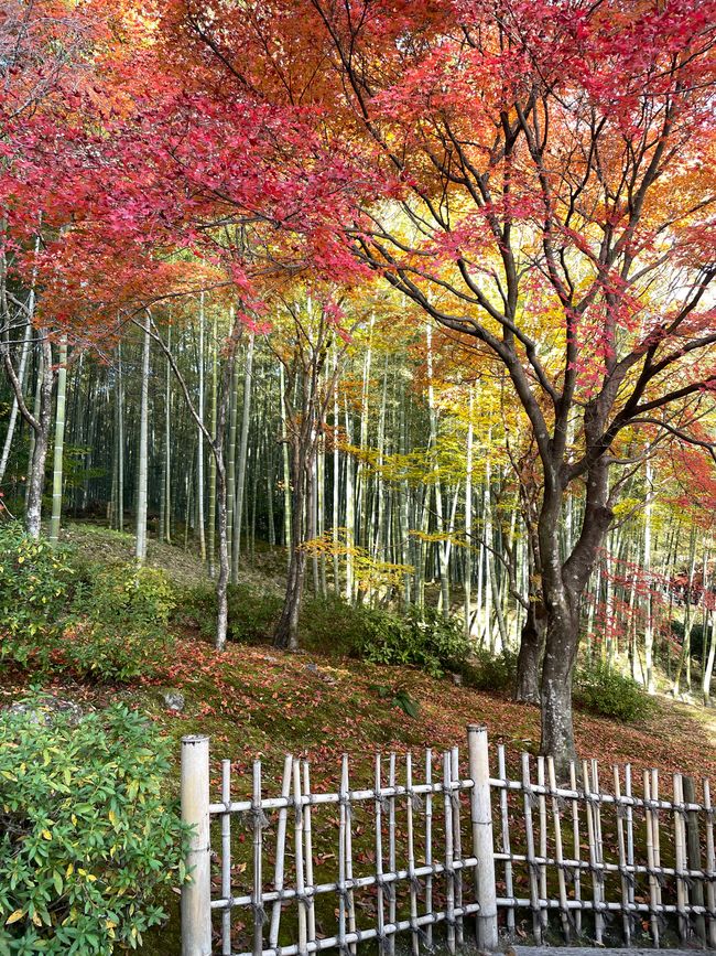 23.Kapitel: Arashiyama oder ein Tag von vorne bis hinten gelungen
