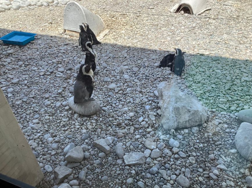 ... jedes einzelne Tier wird gerettet