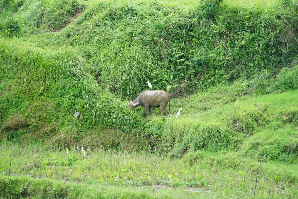 Tana Toraja