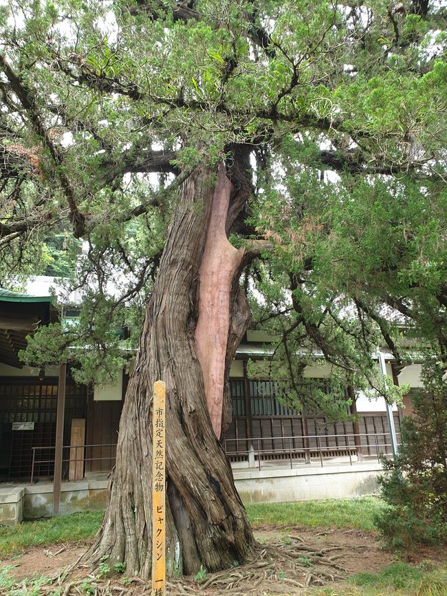 Ein Baum
