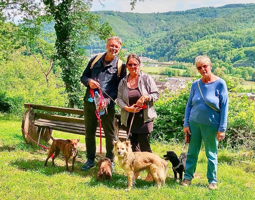 The dog friends Christa, Icke and Willi walked together with Liane on the Lahnhöhenweg. 