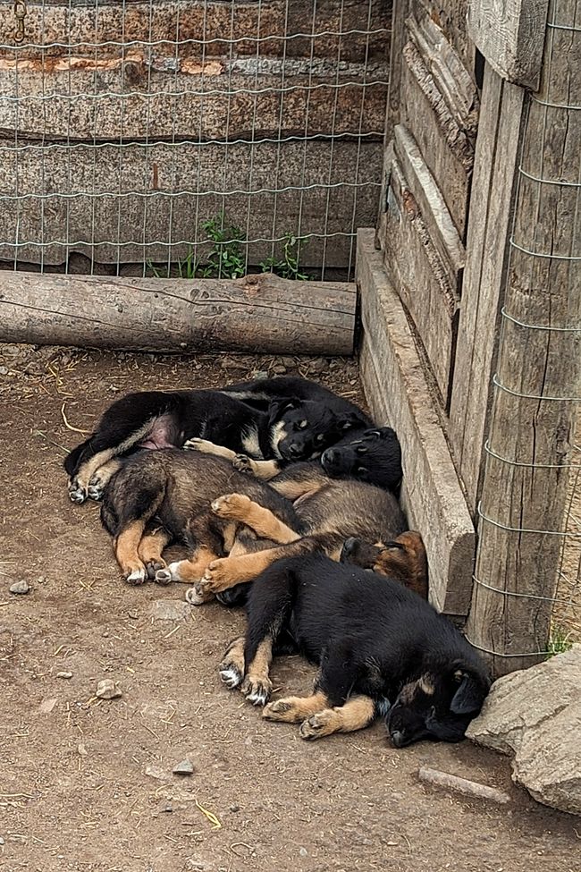 Etiqueta 21: Alrededor de Whitehorse: Cachorros de husky, Lago Esmeralda y el desierto más pequeño del mundo