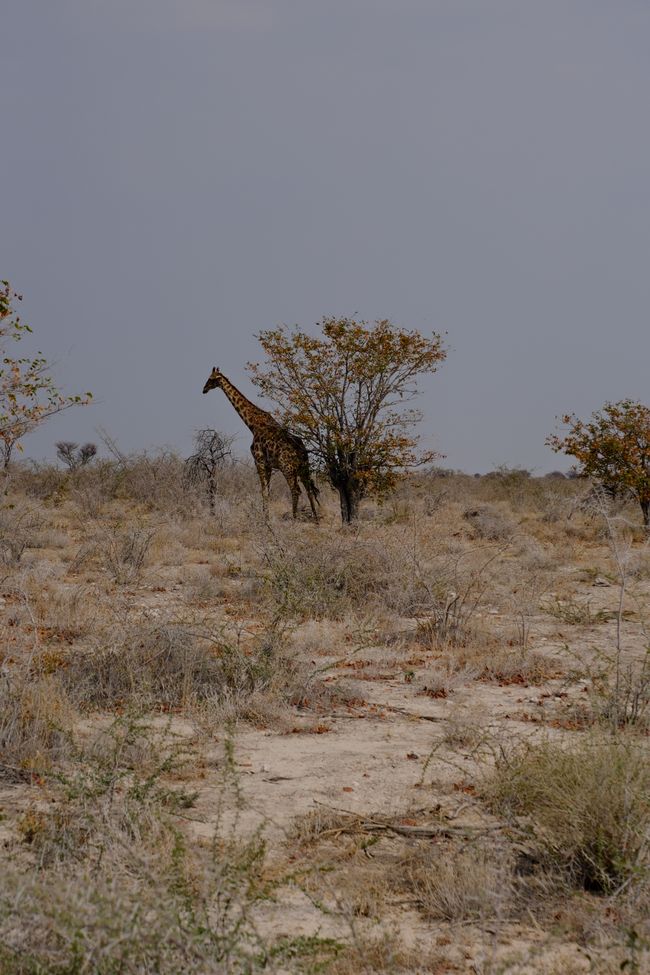 Ethosa Nationalpark 🐘🦒