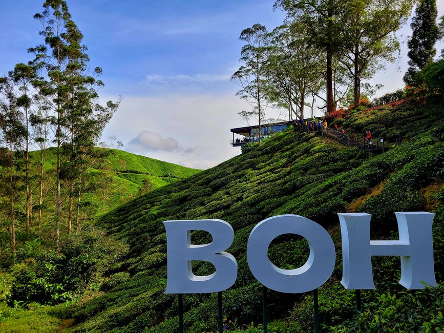 Wait and drink tea in the Cameron Highlands.