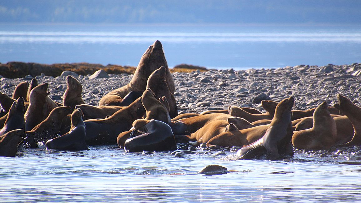 Tag 24: Trip nach Juneau: Wale, Gletscherausbruch & 16.000 Touristen