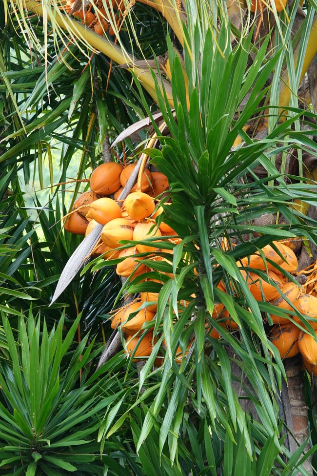 Heute war unser letzter Tag auf Moorea ....