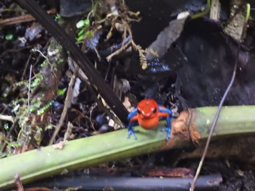 La cascada obligatoria