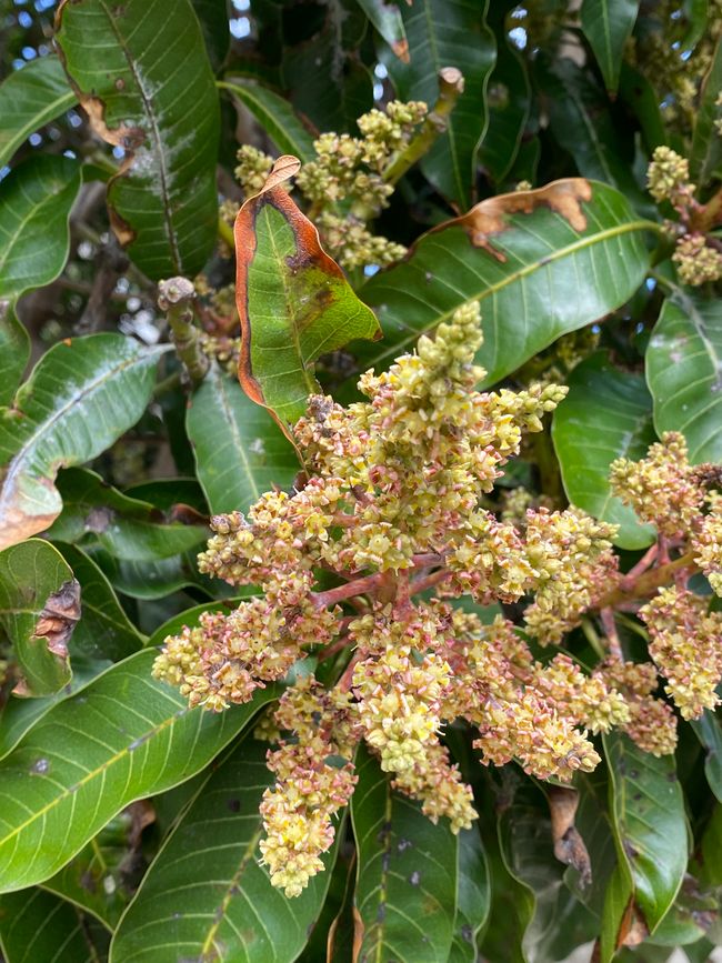 Blüten des Mangobaums