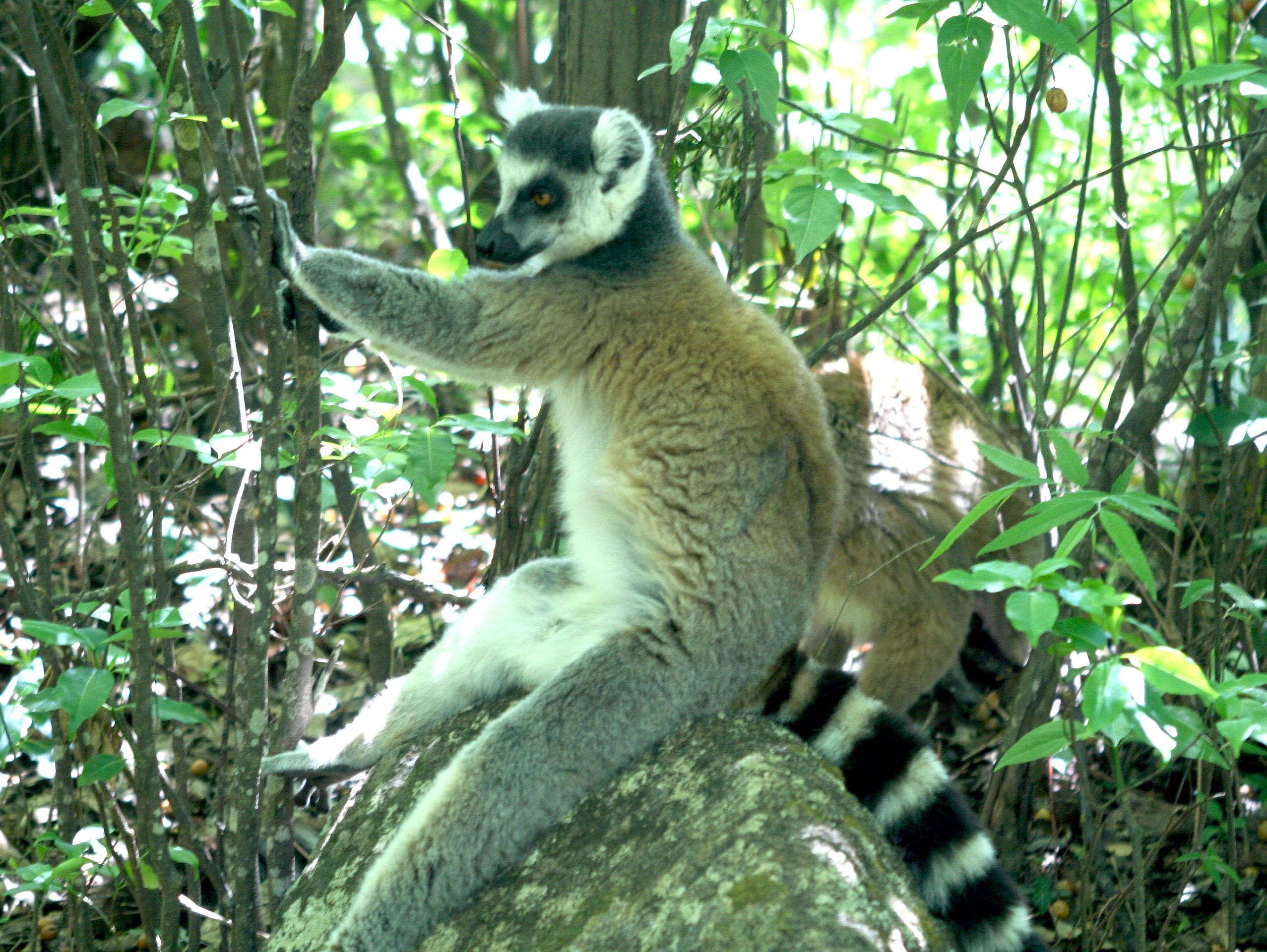 Ring-tailed lemurs