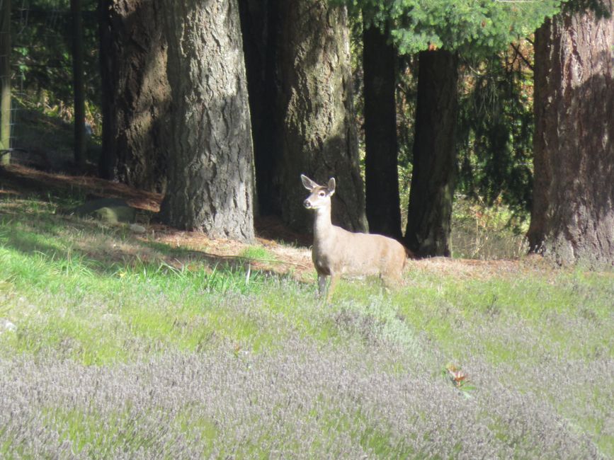 Marcas de mordedura en el bosque