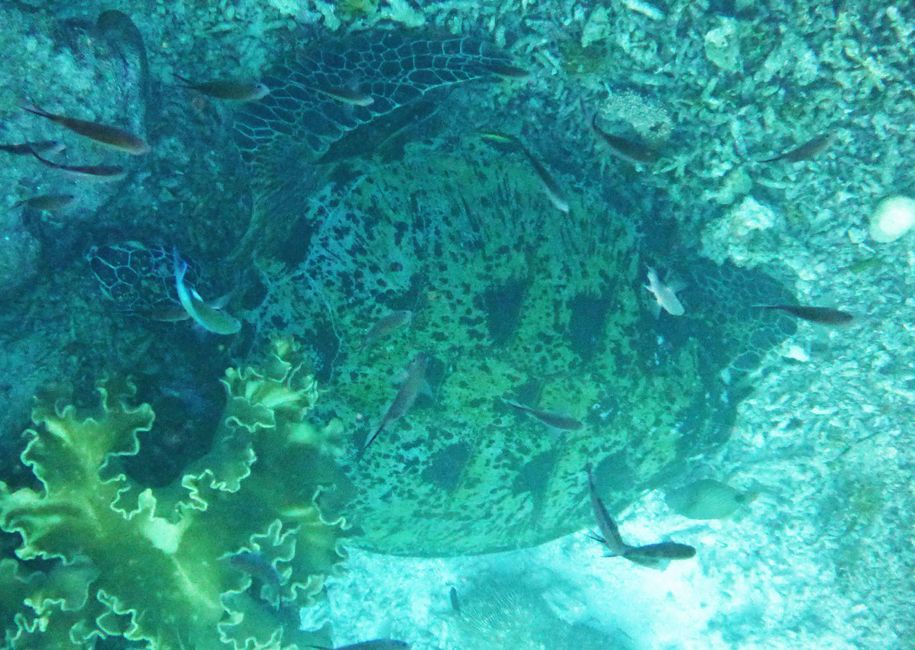 Sauwandarek, Raja Ampat, Indonesia