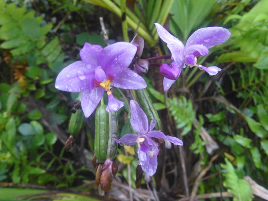 2025-05-09 Maupiti