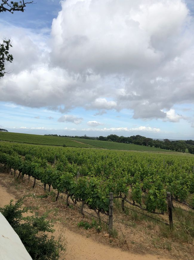 con vigne