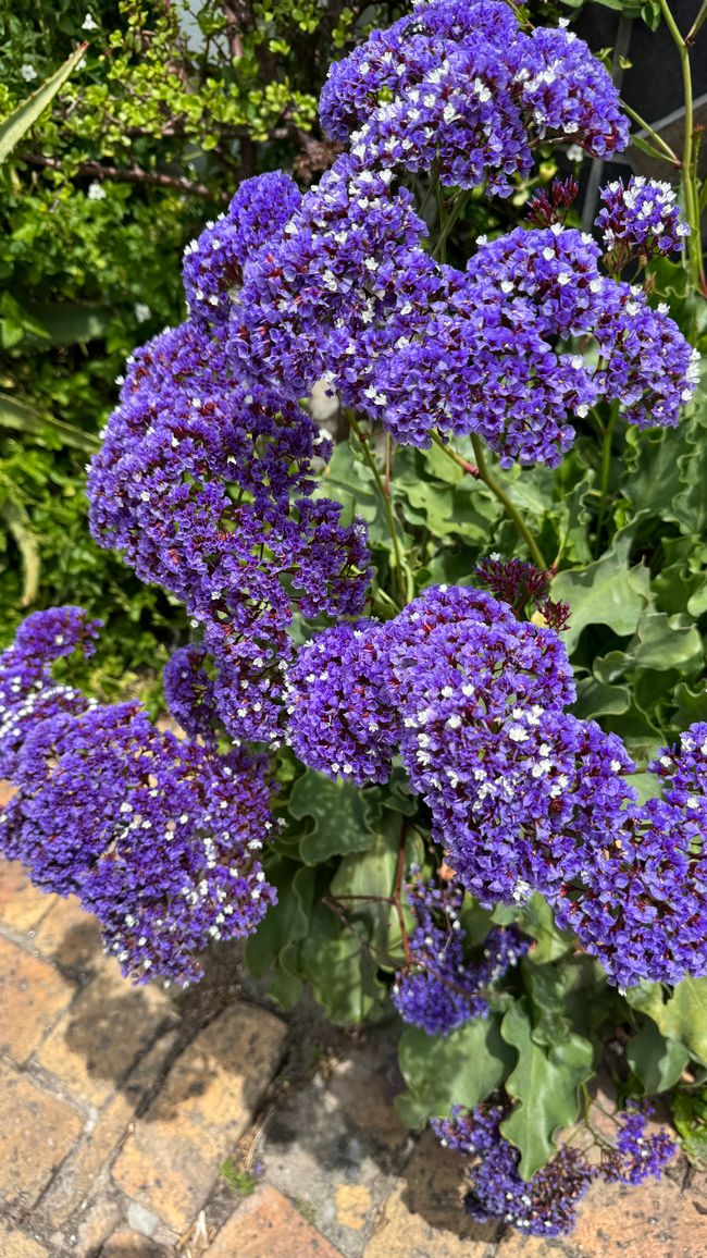 Wunderschöne Gartenanlage im Hotel