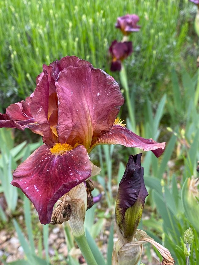 - in vielen Farben