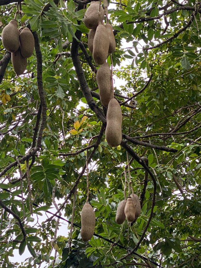 Diese Früchte trägt der "Leberwurst-Baum"