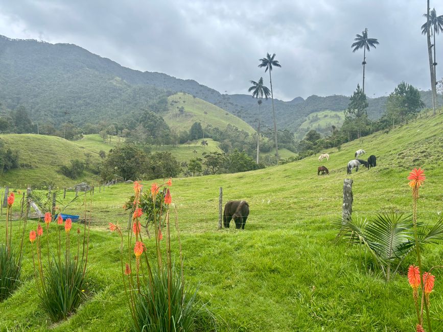 Cocora Valley