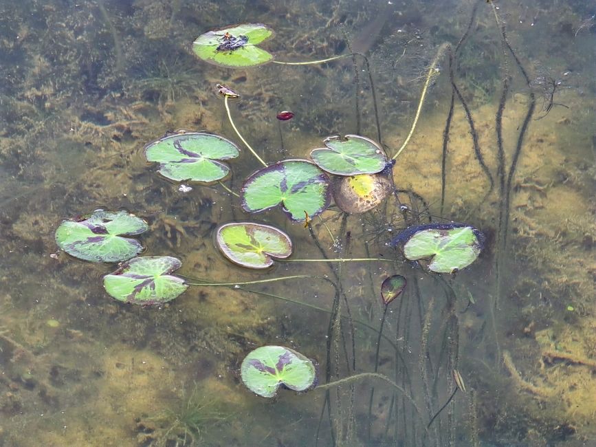 Alles kommt anders... - oder: Die Tempelanlagen von Angkor