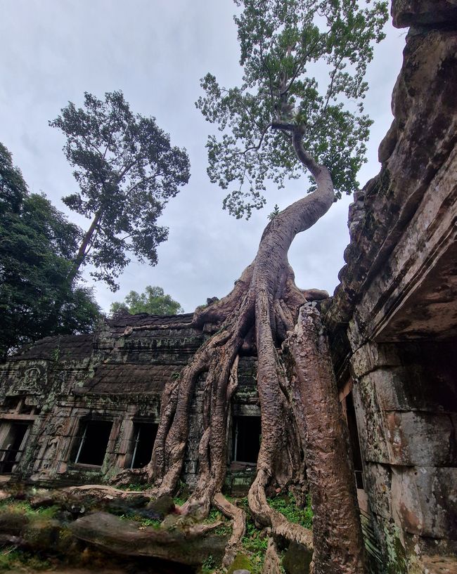 Baphuon und Ta Phrom - Himmelsleiter und himmlischer Ort