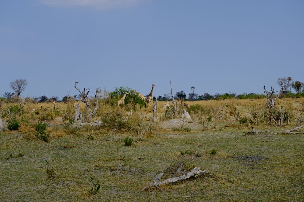 Delta del Okavango 🇧🇼