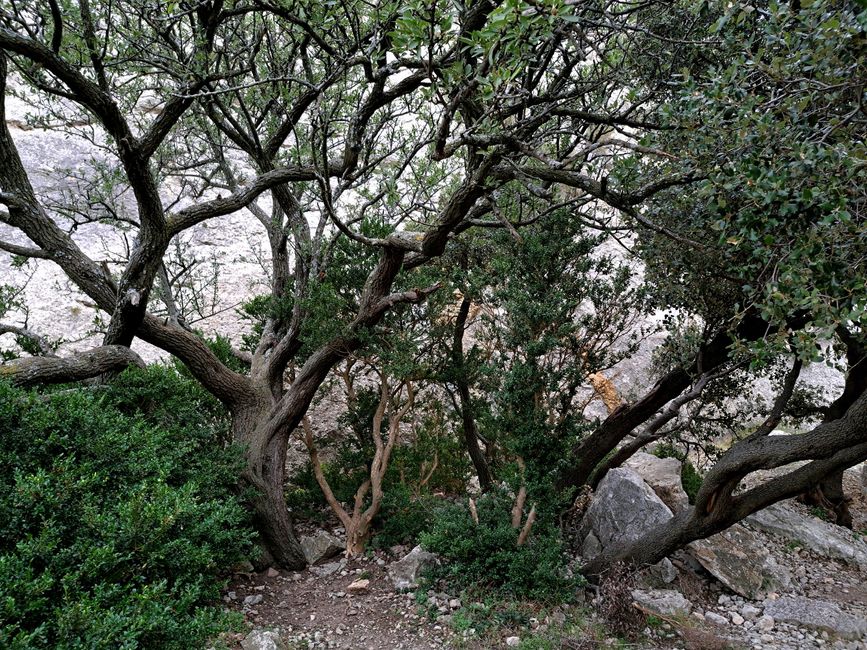 Los Aromas de las Alpilles