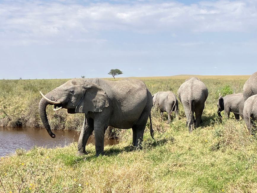 En la Serengeti - Día 2