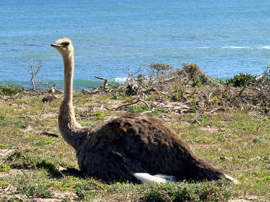 Mit Pinguinen am Ende der Welt