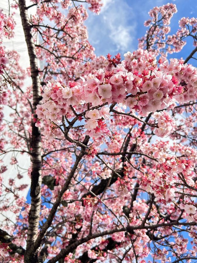Kirschblüten in Japan - Tag 12-13 