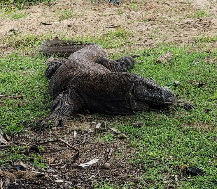 Day 110 of 175: Cruise around the world - Komodo/Indonesia