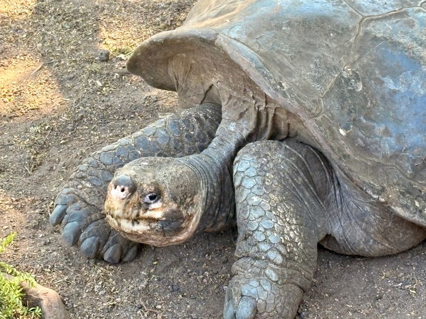 Isabela (Galápagos)