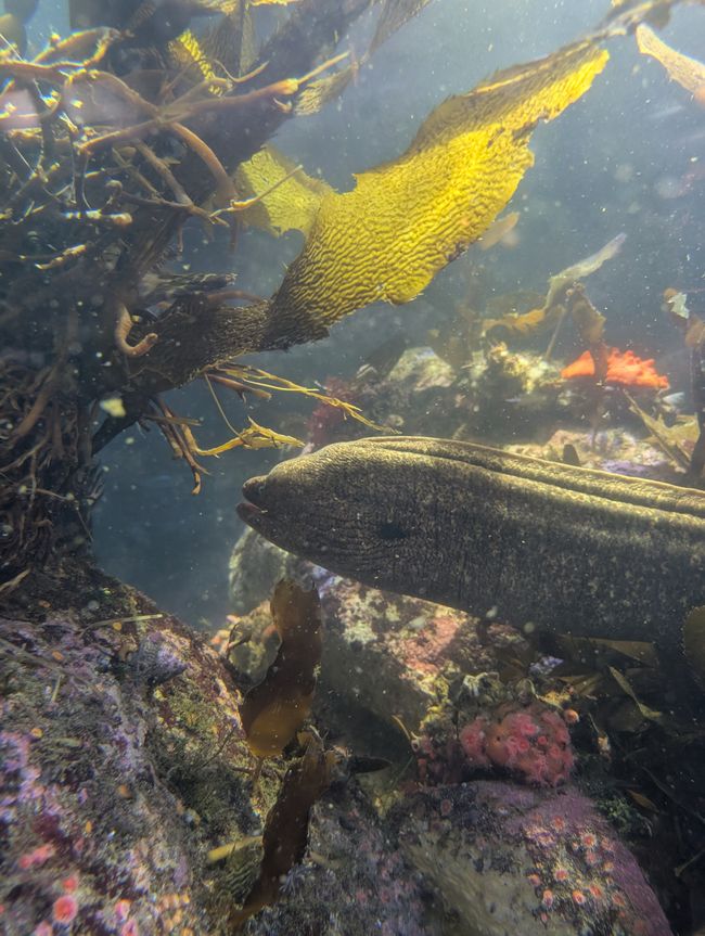 Aquarium de Monterey