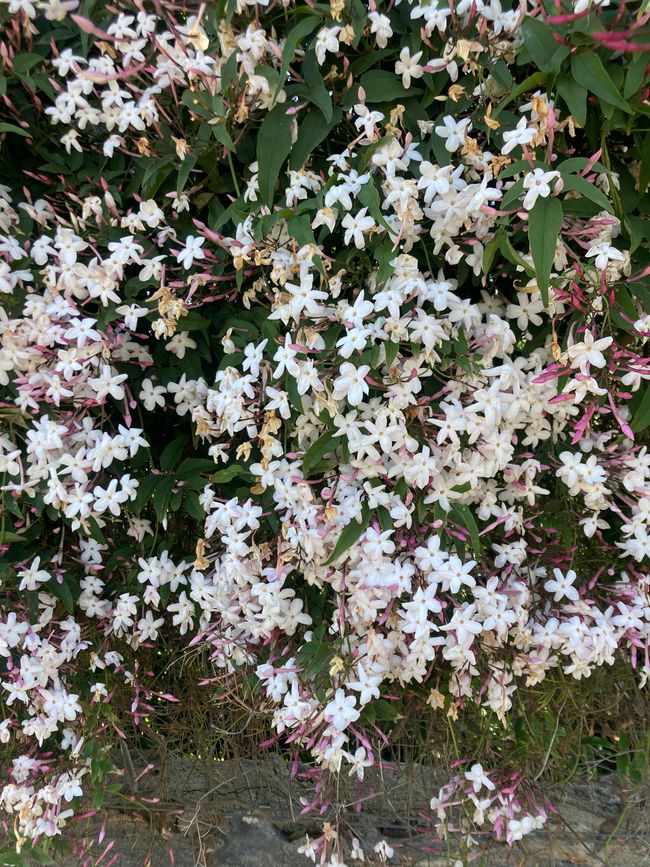 Einfach betörend, dieser Duft