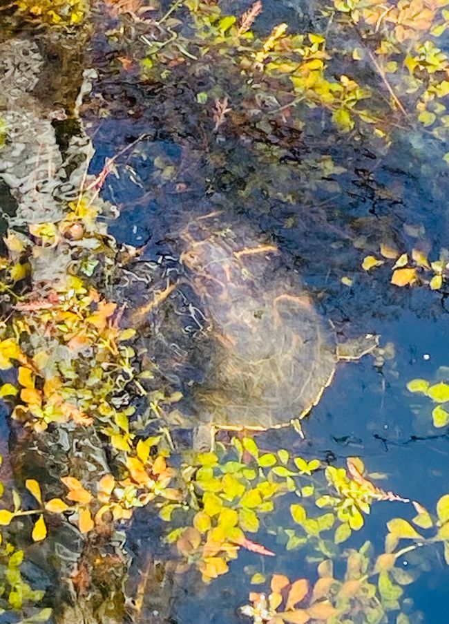 🐢