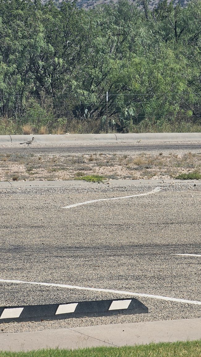 Finde den Roadrunner (easy)