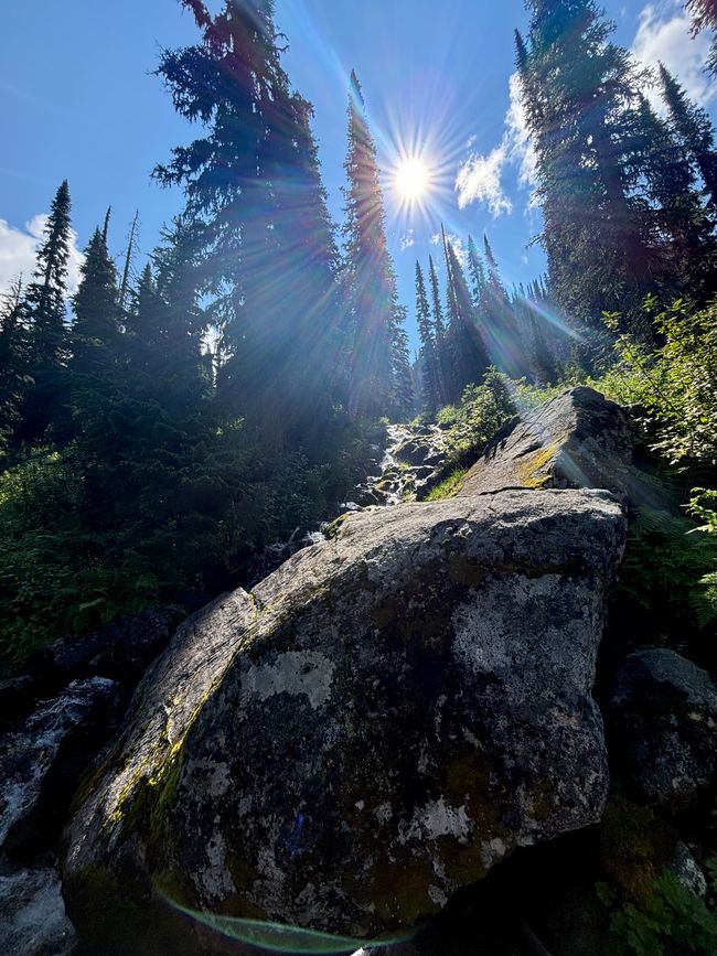 Día 8 - Parque Nacional Mount Revelstoke