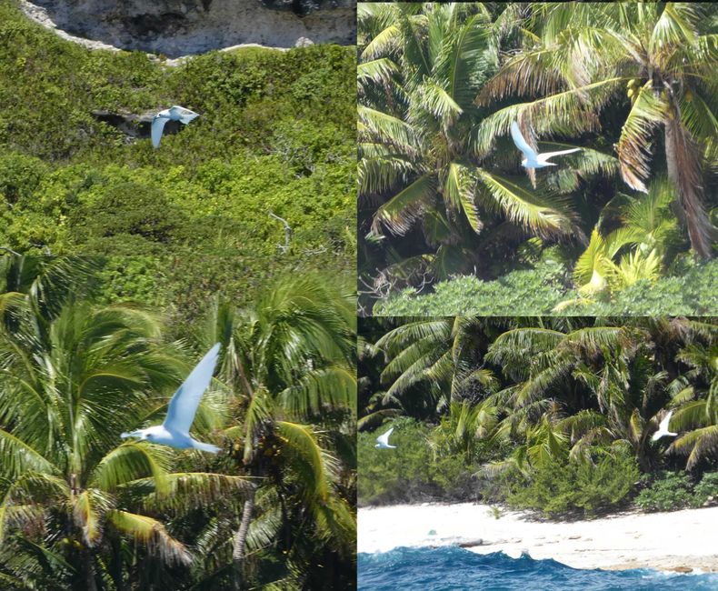 Henderson, Îles Pitcairn