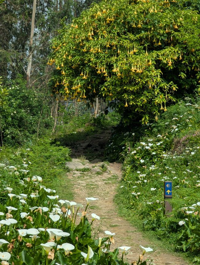 Biotopo dei pellegrini in Portogallo (Camino Portugues 4)