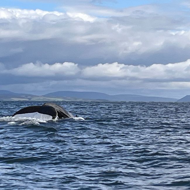 Whale Watching Husavik