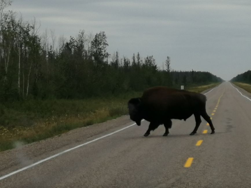 Bison on the road