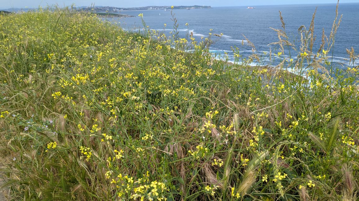 6. Etappe Camino del Norte von Güemes nach Somo