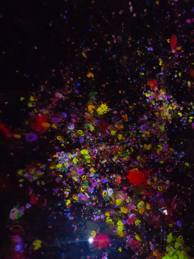 Blumen die sich ständig verändern. Vom Blühen zum Verwelken.