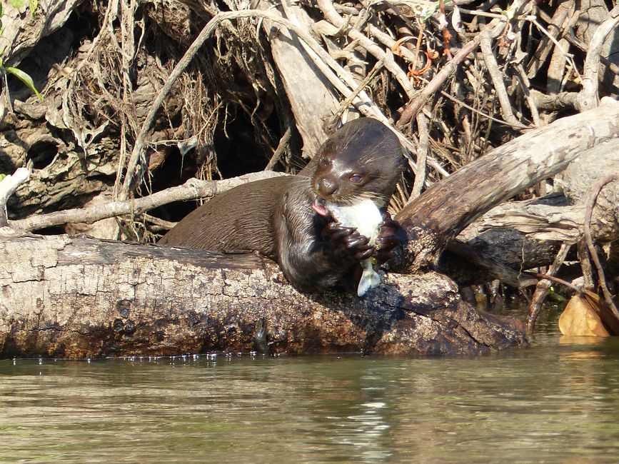 Brasil Pantanal crucero fluvial