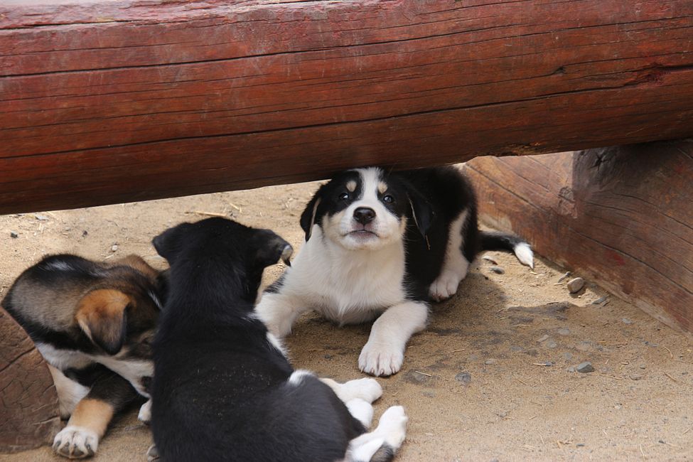 Etiqueta 21: Alrededor de Whitehorse: Cachorros de husky, Lago Esmeralda y el desierto más pequeño del mundo